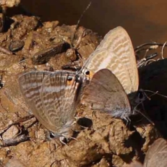 Lampides boeticus (Long-tailed Pea-blue) at Gundaroo Common - 18 Feb 2024 by ConBoekel