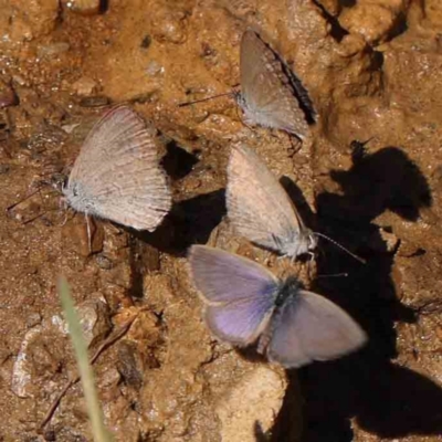 Zizina otis (Common Grass-Blue) at Gundaroo, NSW - 18 Feb 2024 by ConBoekel