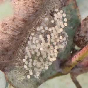 Anestia (genus) at Gundaroo Common - 18 Feb 2024