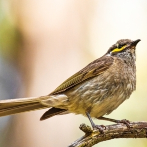 Caligavis chrysops at Drouin, VIC - 2 Feb 2024