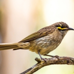 Caligavis chrysops at Drouin, VIC - 2 Feb 2024