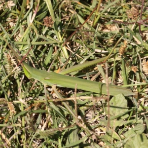 Acrida conica at Gundaroo Common - 18 Feb 2024