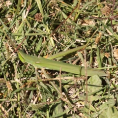 Acrida conica (Giant green slantface) at Gundaroo Common - 17 Feb 2024 by ConBoekel