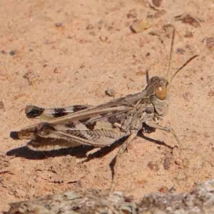 Austroicetes sp. (genus) at Gundaroo Common - 18 Feb 2024 11:11 AM