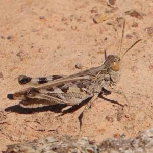 Austroicetes sp. (genus) at Gundaroo Common - 18 Feb 2024