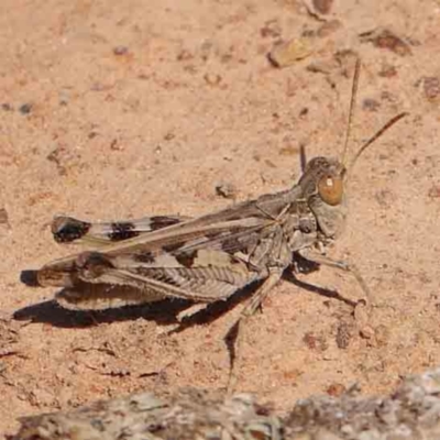 Austroicetes sp. (genus) (A grasshopper) at Gundaroo, NSW - 18 Feb 2024 by ConBoekel