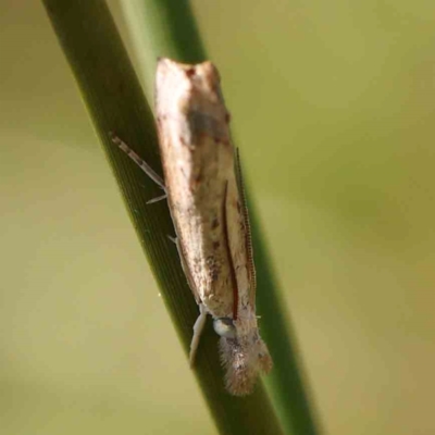 Culladia cuneiferellus (Crambinae moth) at Gundaroo, NSW - 18 Feb 2024 by ConBoekel