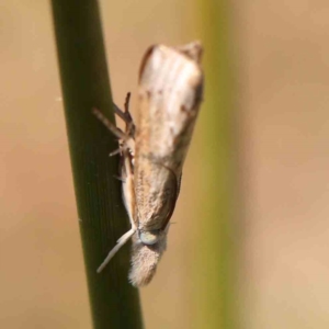 Culladia cuneiferellus at Gundaroo, NSW - 18 Feb 2024 11:20 AM