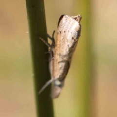 Culladia cuneiferellus at Gundaroo, NSW - 18 Feb 2024