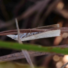 Culladia cuneiferellus (Crambinae moth) at Gundaroo Common - 17 Feb 2024 by ConBoekel