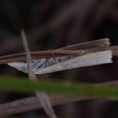 Culladia cuneiferellus at Gundaroo Common - 18 Feb 2024 10:59 AM