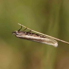 Palimmeces pseudomorpha at Gundaroo Common - 17 Feb 2024 by ConBoekel