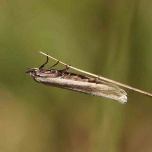 Palimmeces pseudomorpha at Gundaroo Common - 18 Feb 2024 10:50 AM