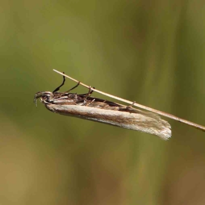 Palimmeces pseudomorpha at Gundaroo Common - 18 Feb 2024 by ConBoekel