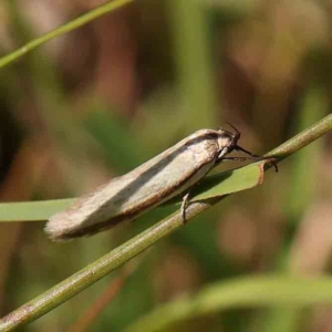 Palimmeces pseudomorpha at Gundaroo Common - 18 Feb 2024