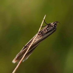 Palimmeces pseudomorpha at Gundaroo Common - 18 Feb 2024