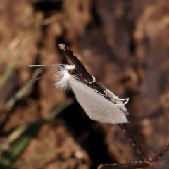 Tipanaea patulella (The White Crambid moth) at Gundaroo Common - 18 Feb 2024 by ConBoekel