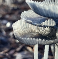 Coprinellus etc. (An Inkcap) at Hall, ACT - 18 Feb 2024 by strigo