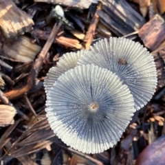 Coprinellus etc. at Hall, ACT - 18 Feb 2024