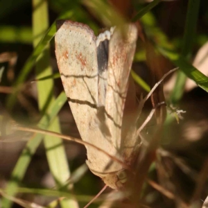 Helicoverpa punctigera at Gundaroo Common - 18 Feb 2024