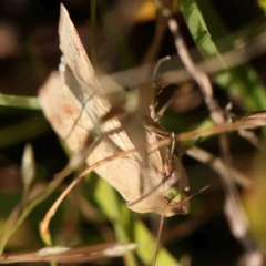 Helicoverpa punctigera at Gundaroo Common - 18 Feb 2024 11:01 AM