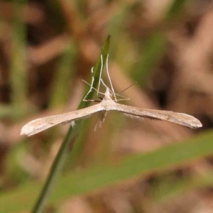 Pterophoridae (family) at Gundaroo Common - 18 Feb 2024