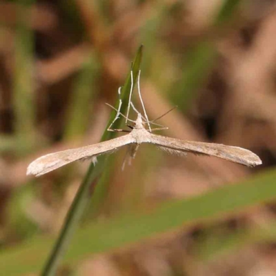 Pterophoridae (family) (A Plume Moth) at Gundaroo Common - 18 Feb 2024 by ConBoekel