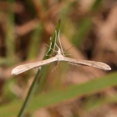 Pterophoridae (family) (A Plume Moth) at Gundaroo Common - 17 Feb 2024 by ConBoekel