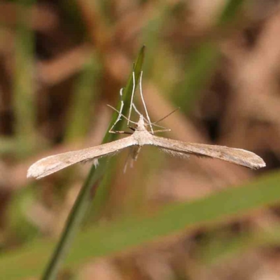 Pterophoridae (family) (A Plume Moth) at Gundaroo Common - 17 Feb 2024 by ConBoekel