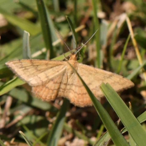 Scopula rubraria at Gundaroo, NSW - 18 Feb 2024 11:21 AM