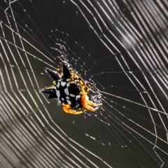 Unidentified Orb-weaving spider (several families) at Longwarry North, VIC - 28 Jan 2024 by Petesteamer