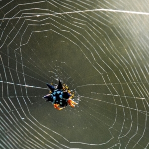 Austracantha minax at Longwarry North, VIC - 29 Jan 2024 09:11 AM