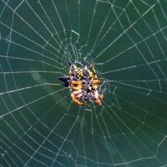 Austracantha minax at Longwarry North, VIC - 29 Jan 2024 09:11 AM