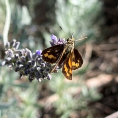 Ocybadistes walkeri (Green Grass-dart) at Wandiyali-Environa Conservation Area - 18 Feb 2024 by Wandiyali