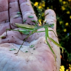 Pseudomantis albofimbriata (False garden mantis) at Googong, NSW - 11 Feb 2024 by Wandiyali