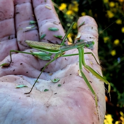 Pseudomantis albofimbriata (False garden mantis) at Googong, NSW - 11 Feb 2024 by Wandiyali