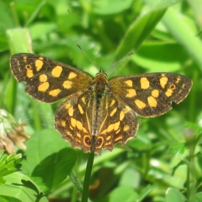 Oreixenica kershawi (Striped Xenica) at Cotter River, ACT - 11 Feb 2024 by Christine