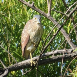 Nycticorax caledonicus at Jerrabomberra Wetlands - 7 Feb 2024 10:10 AM