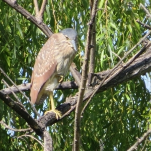 Nycticorax caledonicus at Jerrabomberra Wetlands - 7 Feb 2024