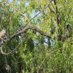 Nycticorax caledonicus at Jerrabomberra Wetlands - 7 Feb 2024 10:10 AM