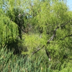 Nycticorax caledonicus at Jerrabomberra Wetlands - 7 Feb 2024 10:10 AM