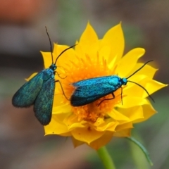 Pollanisus (genus) (A Forester Moth) at Mount Majura - 18 Feb 2024 by JodieR