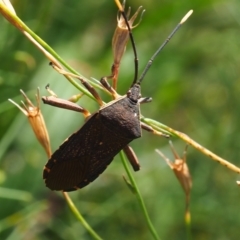 Amorbus (genus) (Eucalyptus Tip bug) at Mount Majura - 18 Feb 2024 by JodieR