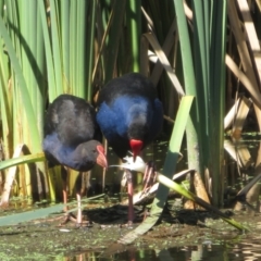 Porphyrio melanotus (Australasian Swamphen) at Fyshwick, ACT - 6 Feb 2024 by Christine