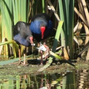 Porphyrio melanotus at Jerrabomberra Wetlands - 7 Feb 2024 10:31 AM