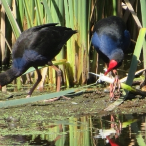 Porphyrio melanotus at Jerrabomberra Wetlands - 7 Feb 2024 10:31 AM