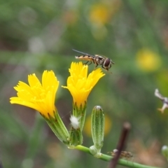 Simosyrphus grandicornis (Common hover fly) at Aarons Farm - 18 Feb 2024 by JodieR