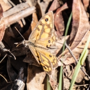 Geitoneura klugii at Namadgi National Park - 7 Feb 2024