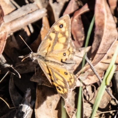 Geitoneura klugii (Marbled Xenica) at Mount Clear, ACT - 6 Feb 2024 by SWishart