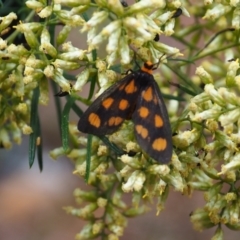 Asura cervicalis (Spotted Lichen Moth) at Mount Majura - 18 Feb 2024 by JodieR